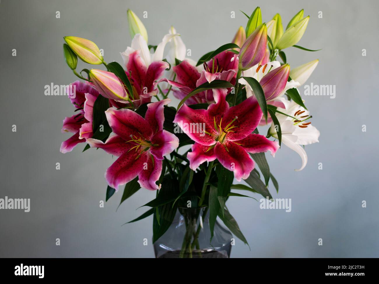 A bouquet of white and pink lilies in a glass vase with a reen ...