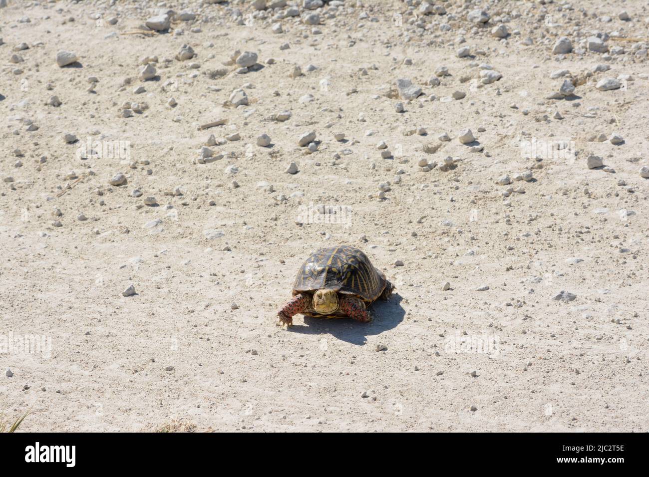 An adult female Plains Box Turtle (Terrapene ornata ornata) from