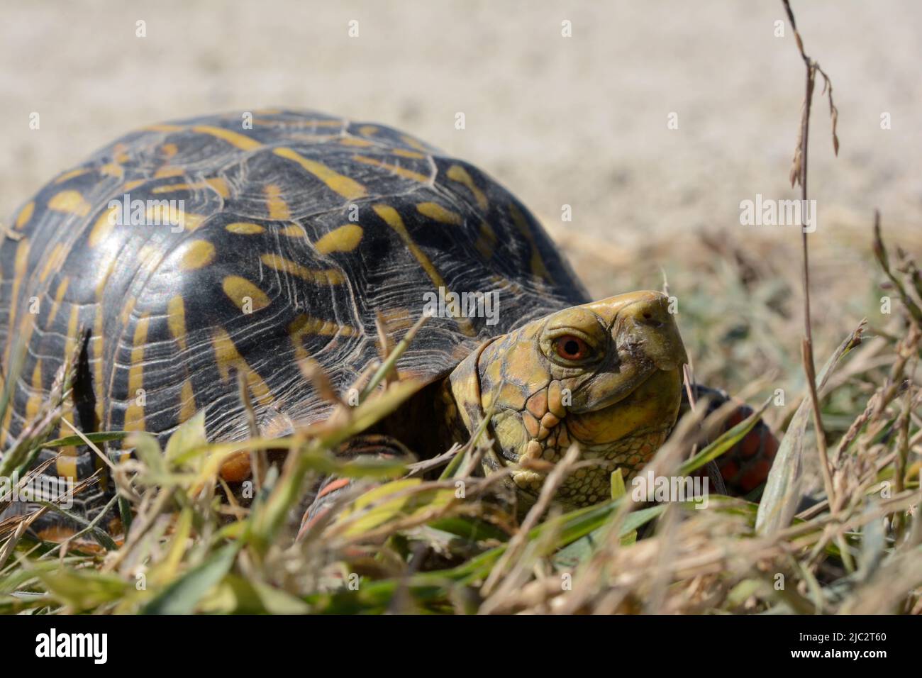 An adult female Plains Box Turtle (Terrapene ornata ornata) from