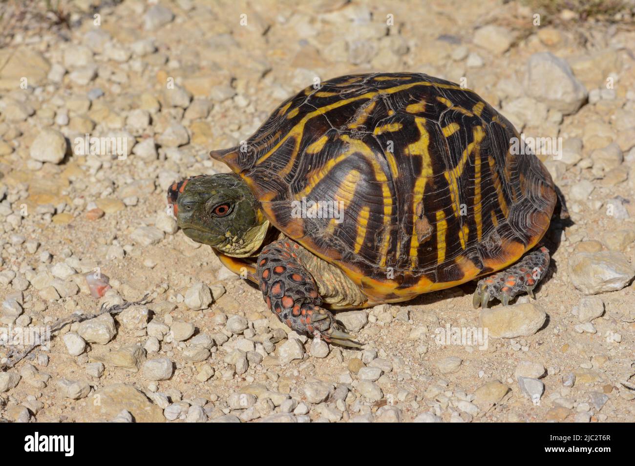 An adult male Plains Box Turtle (Terrapene ornata ornata) from Stafford County, Kansas, USA. Stock Photo