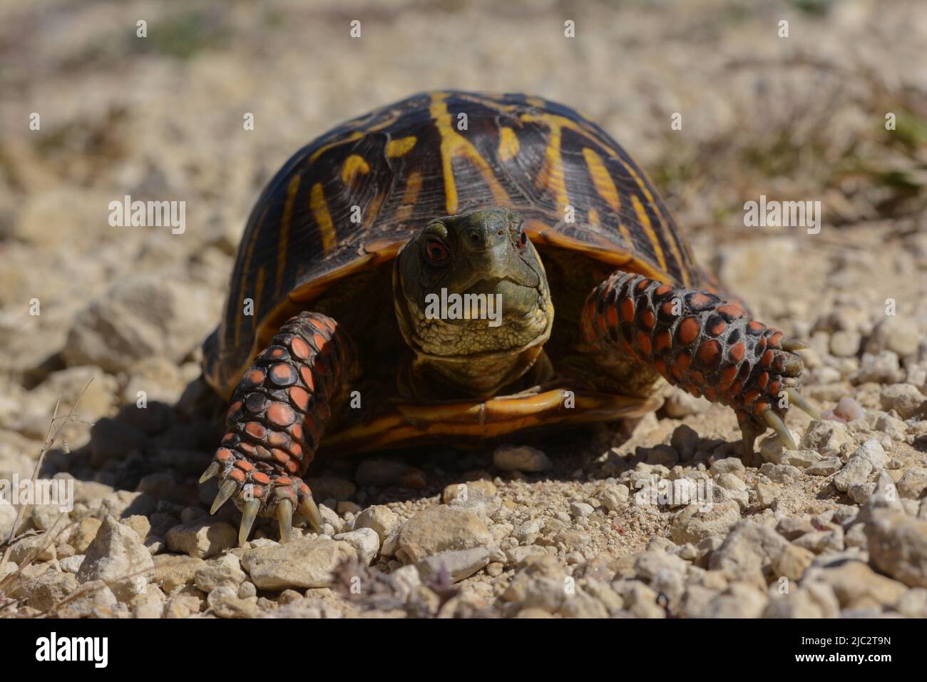 An adult male Plains Box Turtle (Terrapene ornata ornata) from Stafford County, Kansas, USA. Stock Photo
