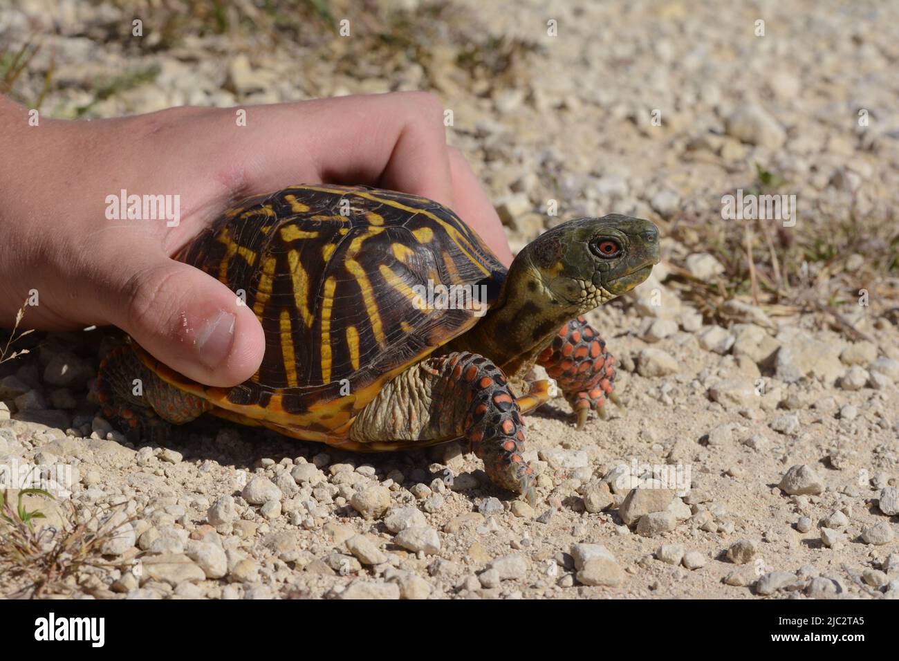 An adult male Plains Box Turtle (Terrapene ornata ornata) from Stafford