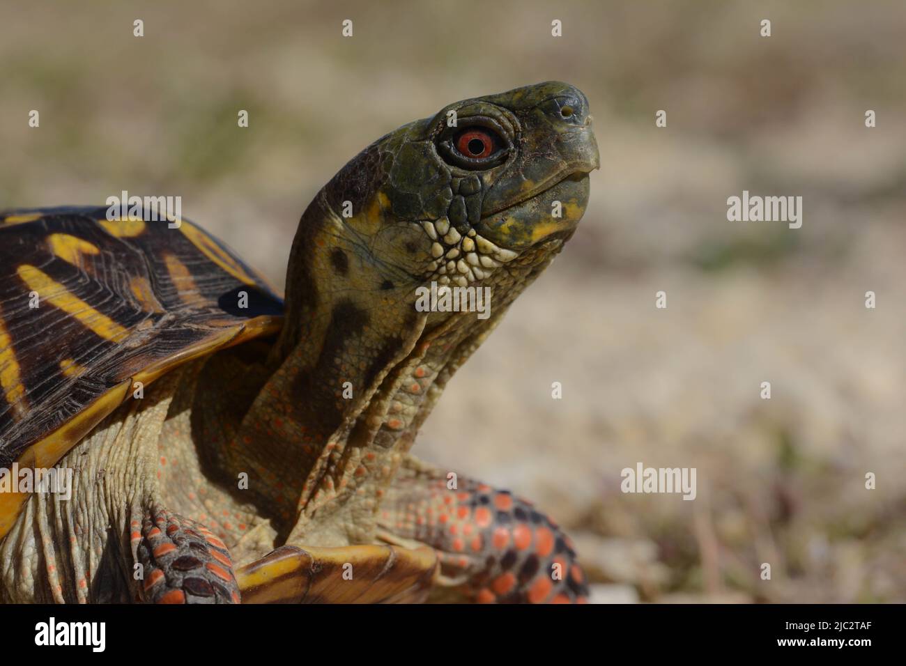 An adult male Plains Box Turtle (Terrapene ornata ornata) from Stafford