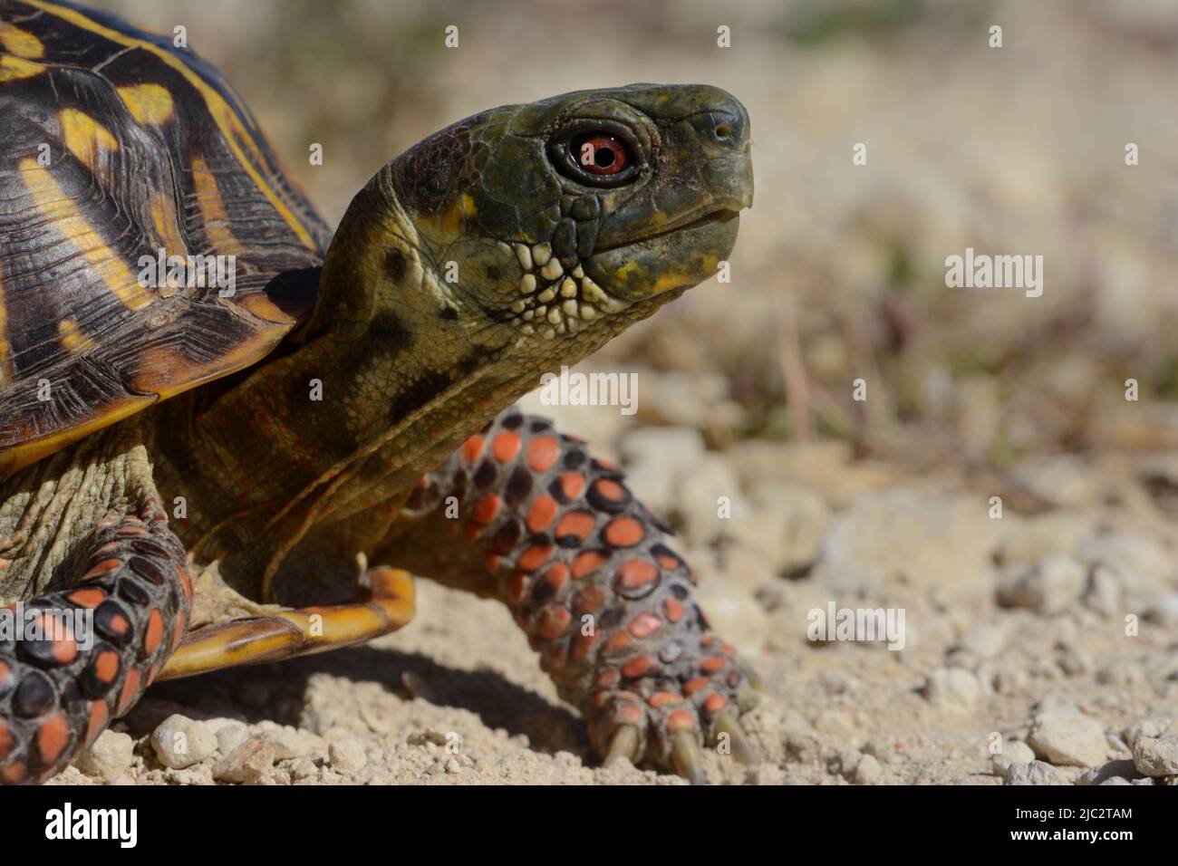An adult male Plains Box Turtle (Terrapene ornata ornata) from Stafford