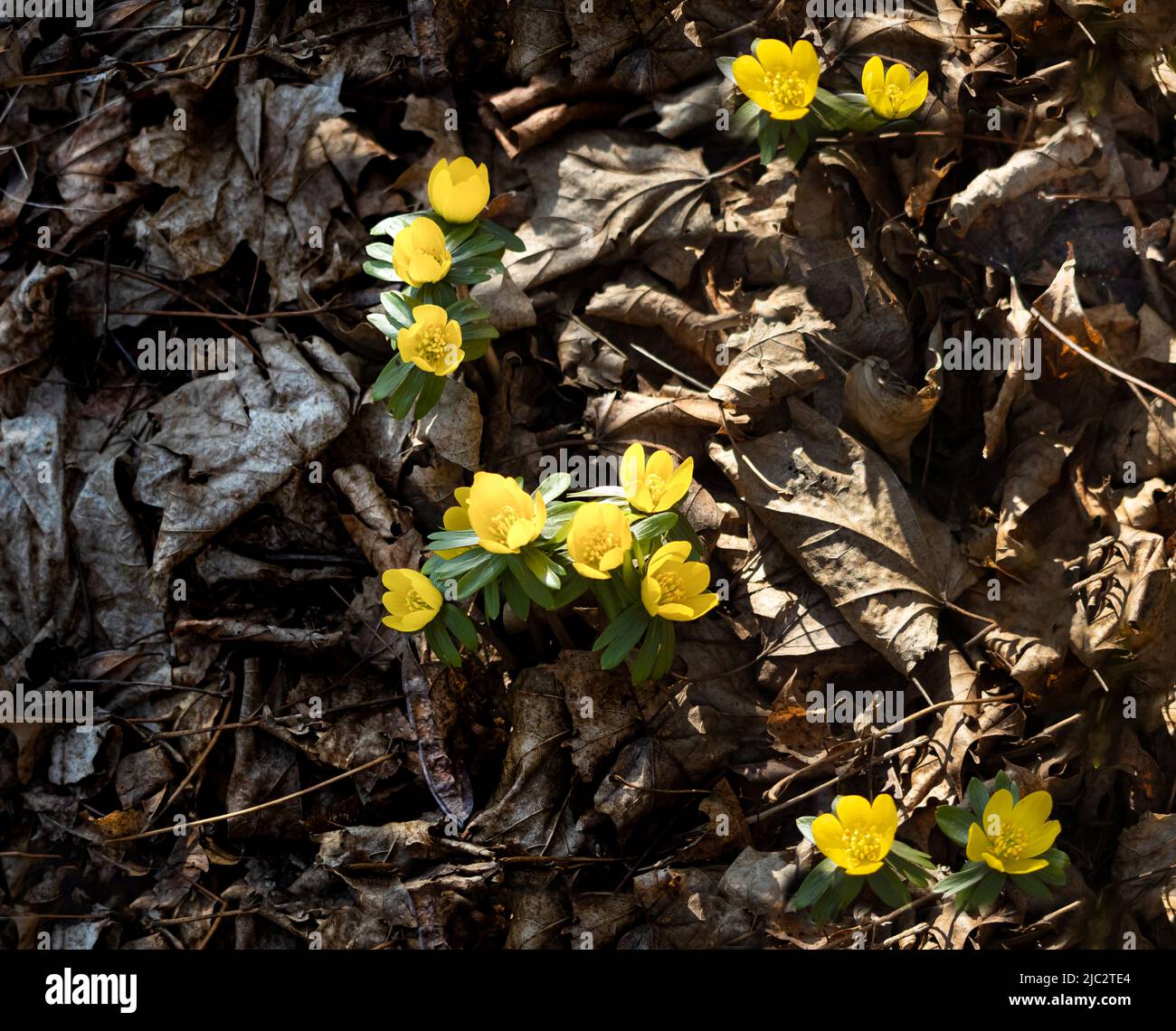 Yellow Winter Aconite flowers, Eranthis hyemalis, poking out of dead dried leaves in winter or spring, Lancaster, Pennsylvania Stock Photo