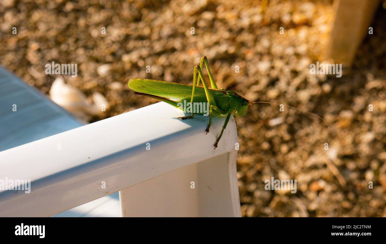 Grasshopper on a chair Stock Photo