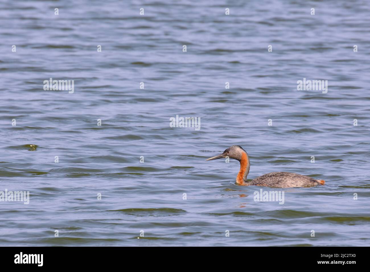 Great Grebe (Podiceps major), the largest of the grebes swimming alone in a lagoon. Stock Photo
