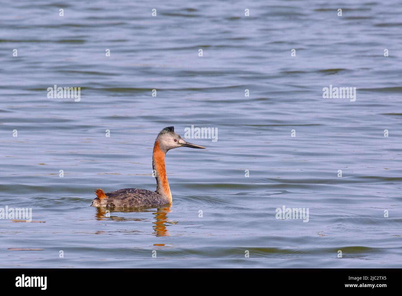 Great Grebe (Podiceps major), the largest of the grebes swimming alone in a lagoon. Stock Photo