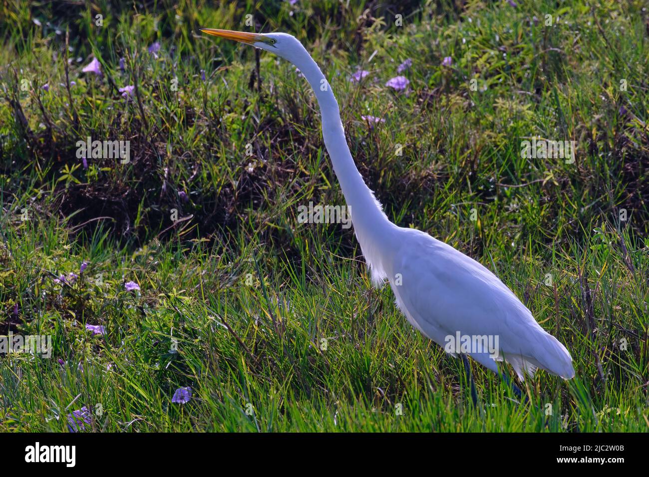 Great Egret (Ardea alba), beautiful heron searching for food among the grasslands. Stock Photo