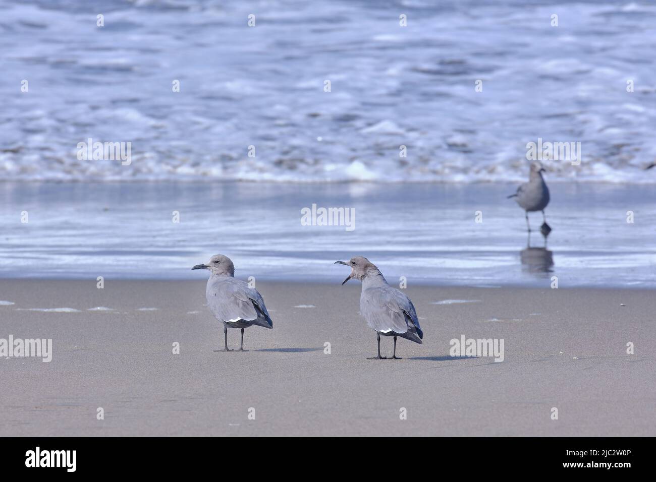 Gray Gull (Leucophaeus modestus), pair of seagulls squawking on the shores of the sea. Stock Photo