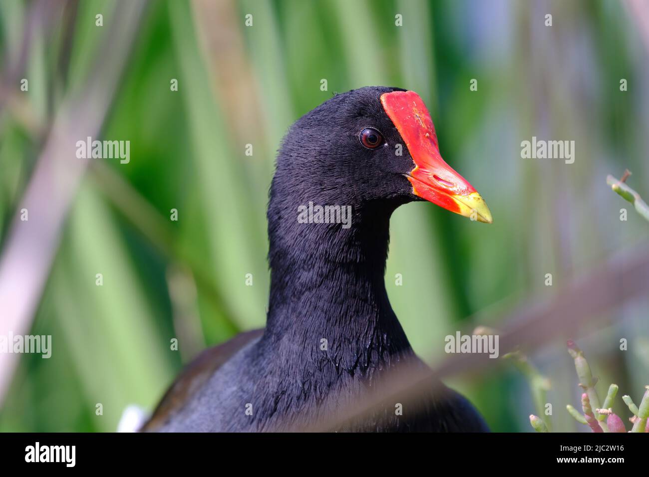 Common Gallinule (Gallinula galeata), detailed portrait of a beautiful moorhen perched among the reeds of the wetland. Stock Photo