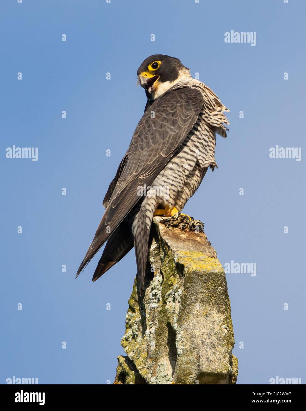 Peregrine falcon female uk hi-res stock photography and images - Alamy