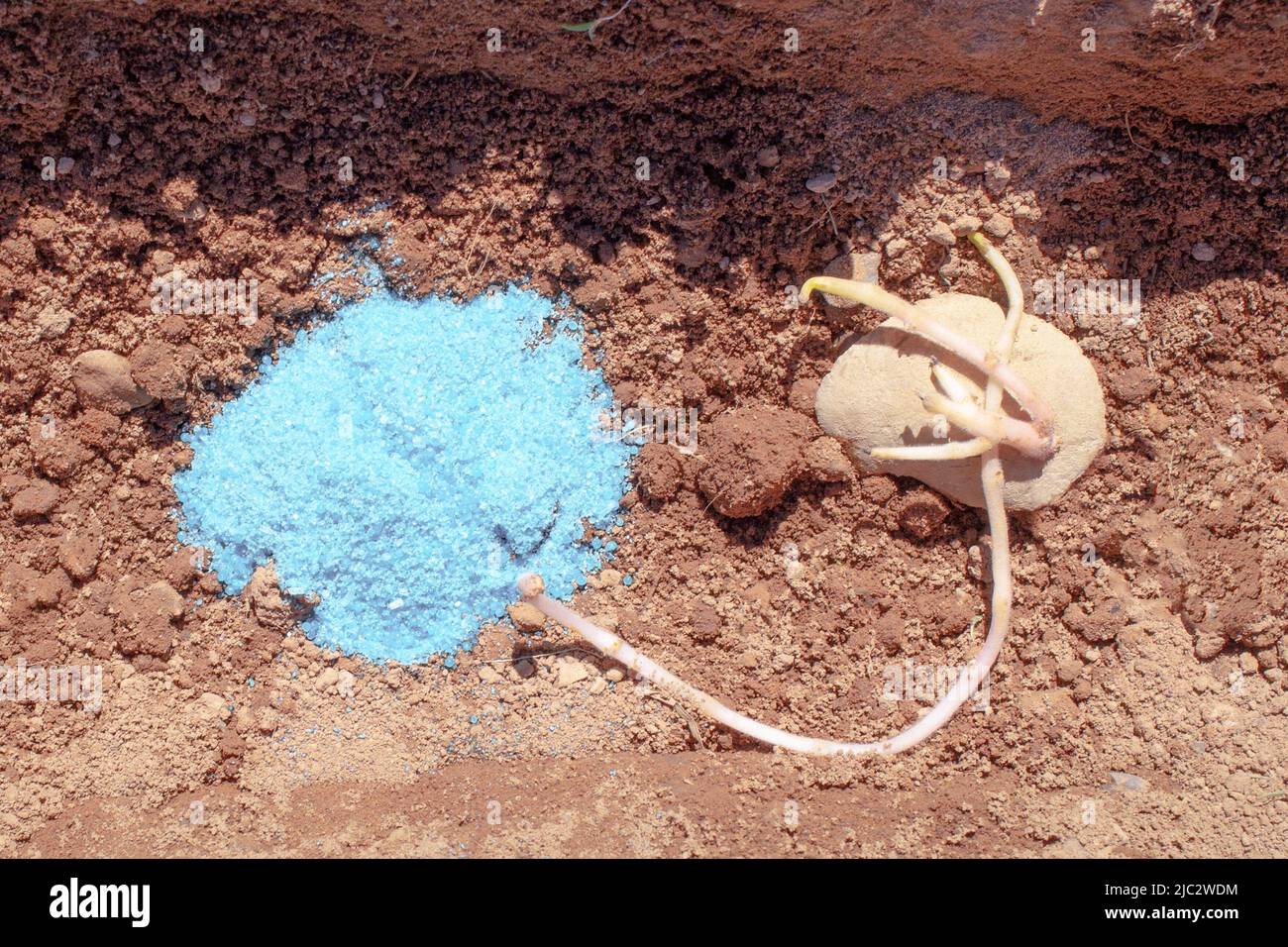 Seed potato and fertilizer in nutrient rich soil Stock Photo Alamy