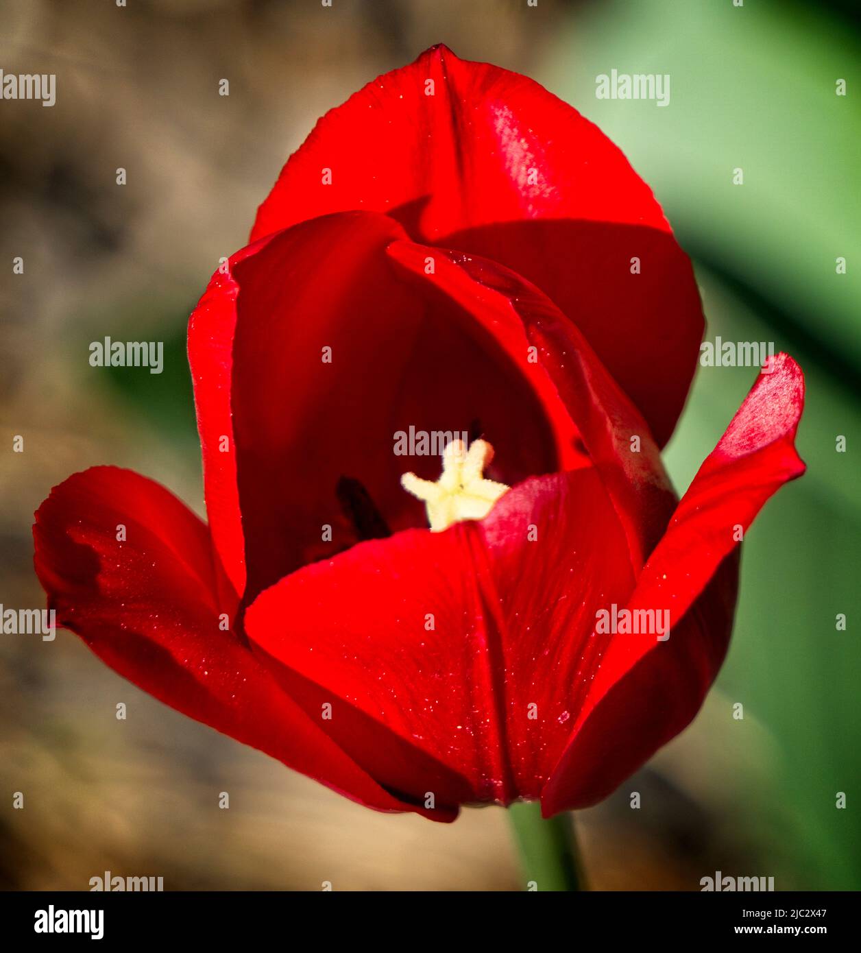 Tulipa sprengeri Riley Park Calgary Alberta Stock Photo