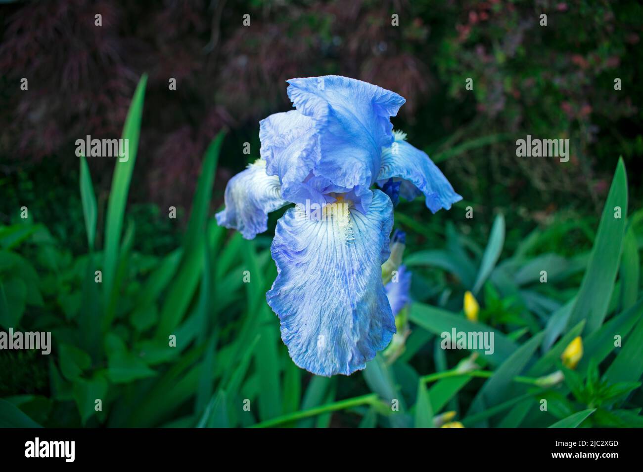 Large, light blue, German bearded iris flower on a dark, intentionally blurred, background on a sunny day -03 Stock Photo