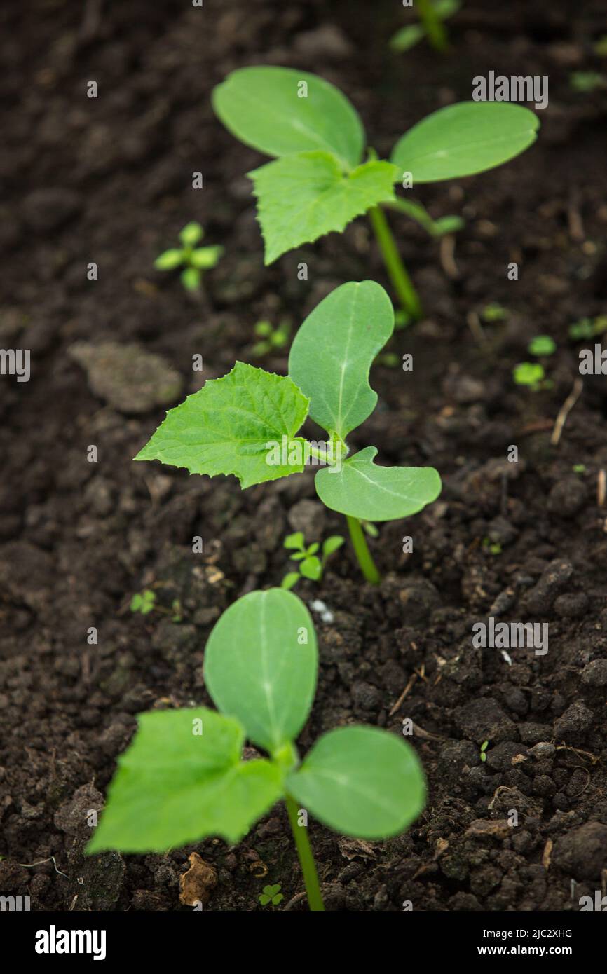 Cucumber sprouts in the garden, seedlings in the garden. Young