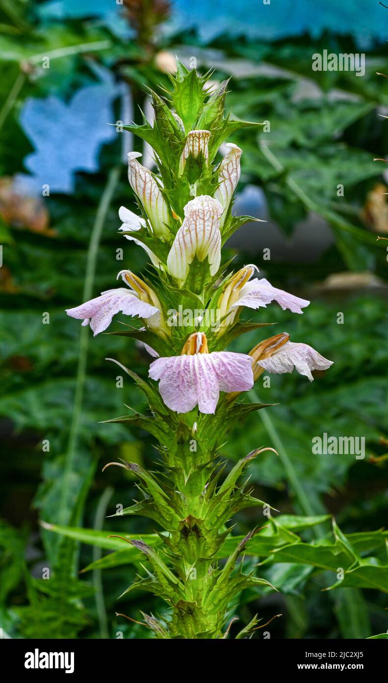 Blossom and green leaves of acanthus montanus (Familia: Acanthaceae