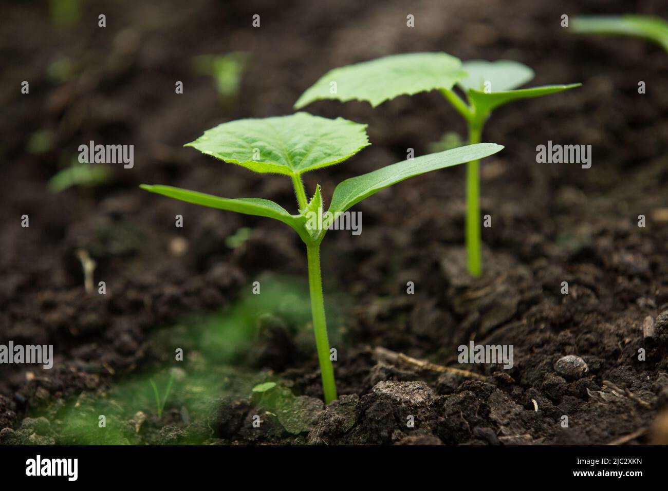 Cucumber sprouts in the garden, seedlings in the garden. Young