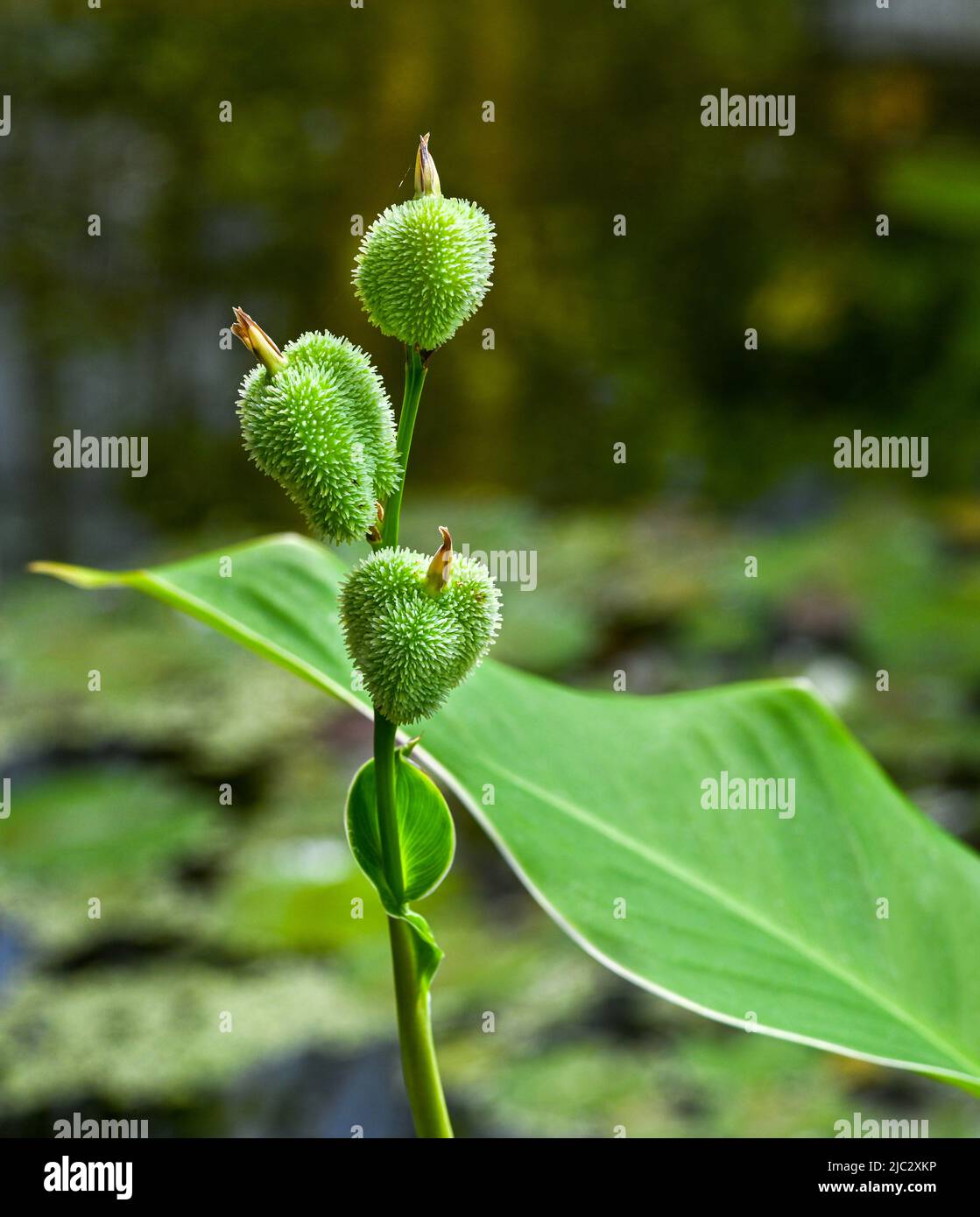 Seeds of canna plant (canna lutea, cannaceae). Botanical garden ...