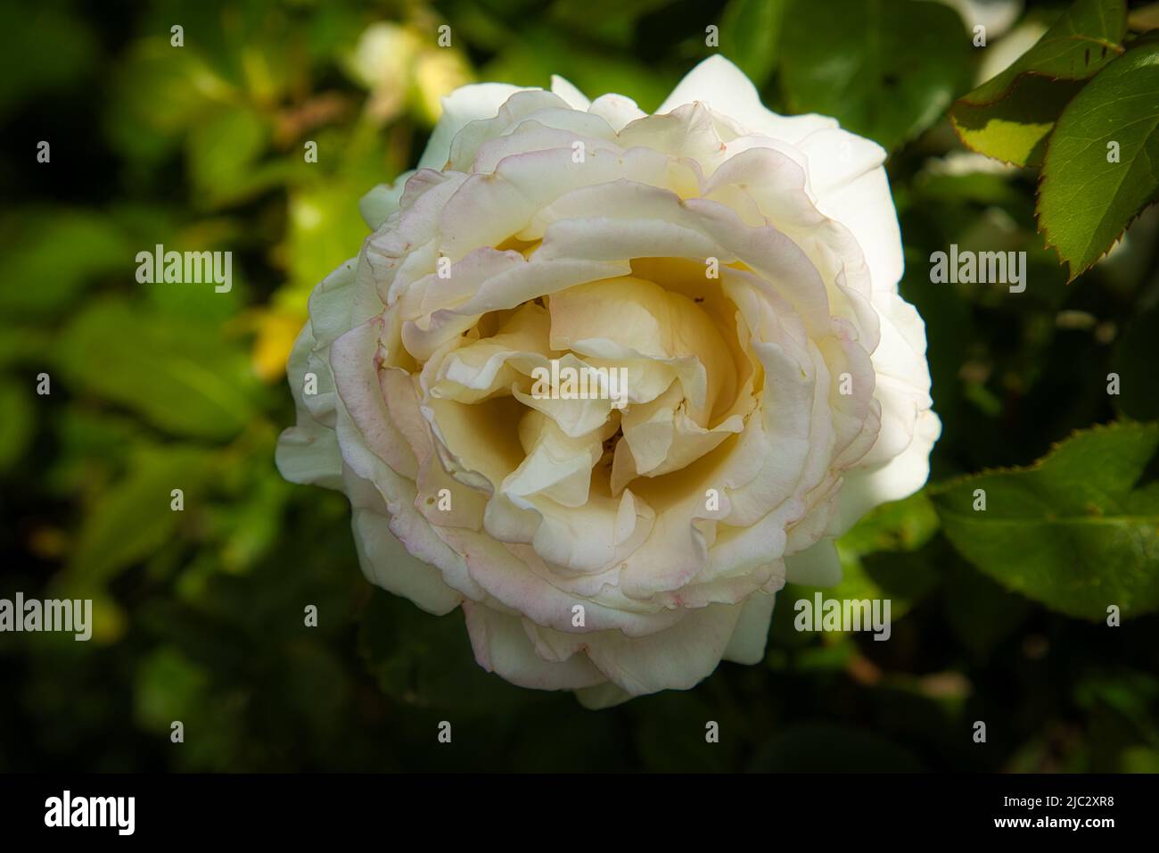 Weiße Rose Stock Photo