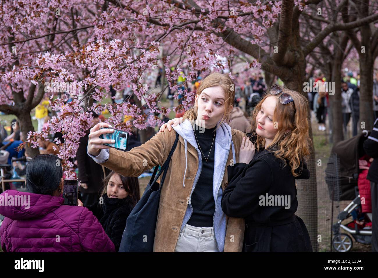 Young women or teenage girls taking a selfie with cherry blossoms at ...