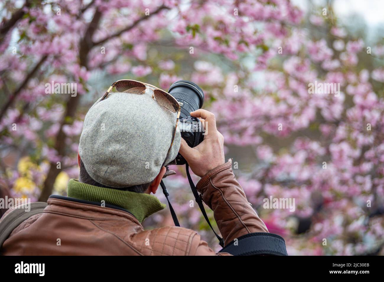 Man taking pictures of cherry blossoms with DSLR camera at Helsingin kirsikkakukkajuhla in Roihuvuori district of Helsinki, Finland Stock Photo