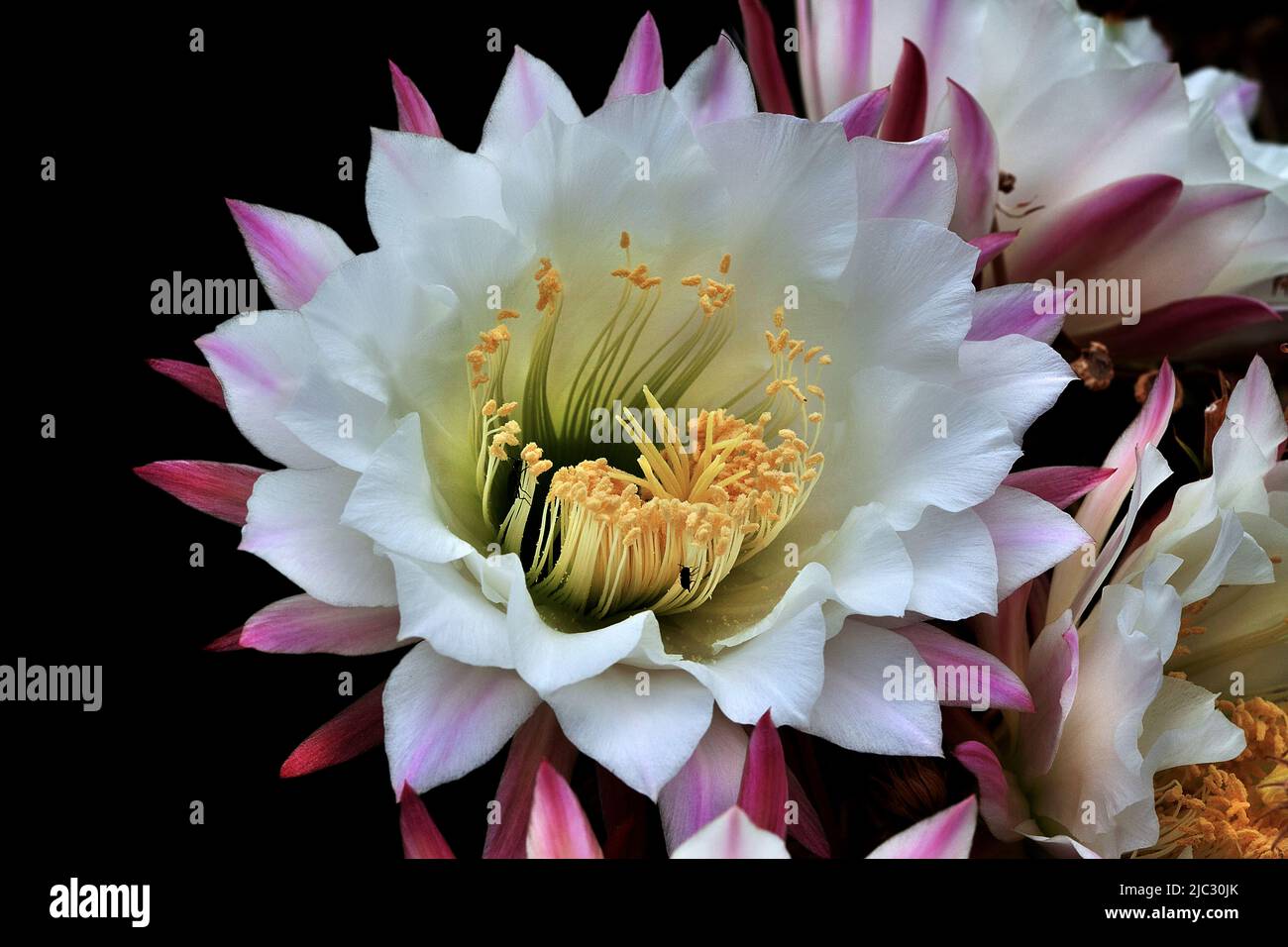 Cactus flower, Tarragona, Spain. Stock Photo