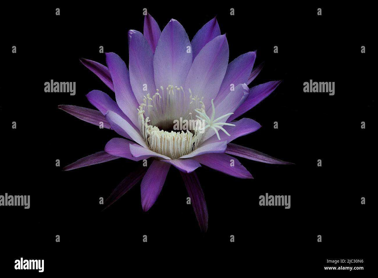 Violet cactus flower. Stock Photo