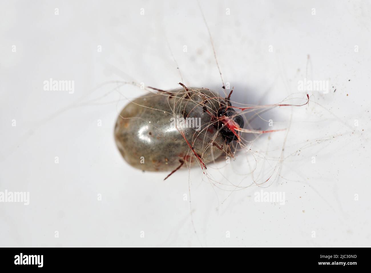 Tick, Tarragona, Spain. Stock Photo