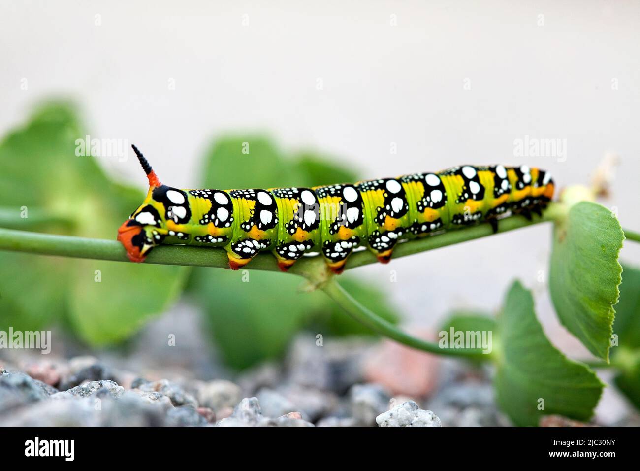 Tomato hornworm caterpillar. Stock Photo