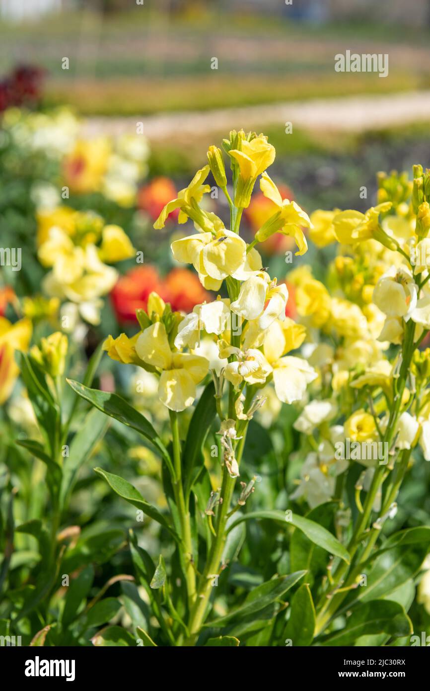 Close up of yellow wallflowers in bloom Stock Photo Alamy