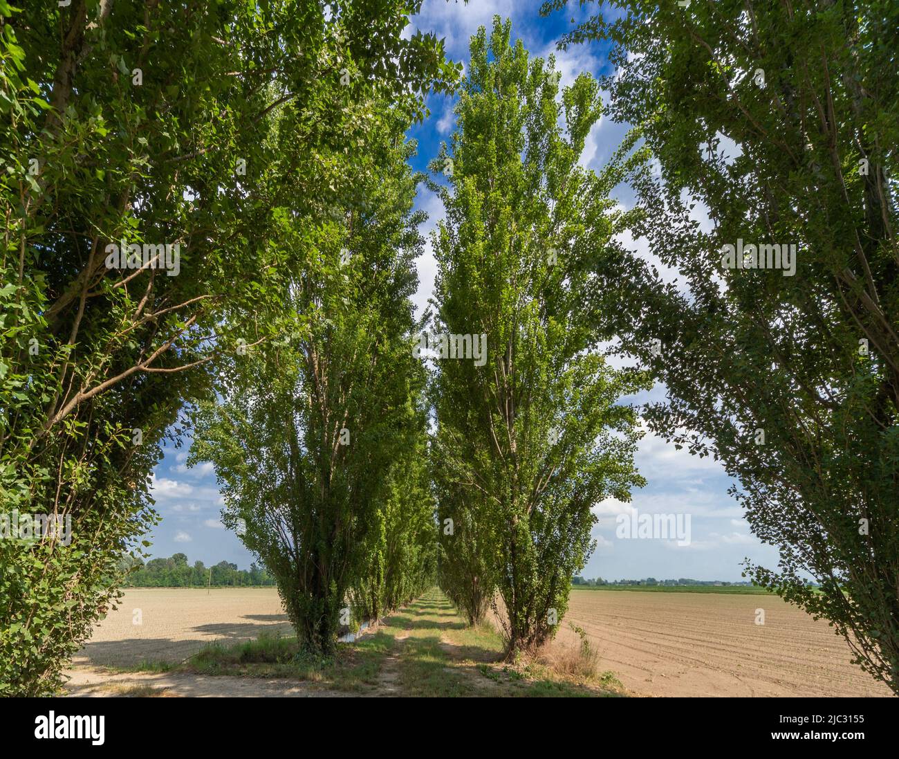 Tree-lined country road with Black Poplar, also known as Lombardy Poplar, in the Po Valley near Racconigi, piedmont, Italy in summer Stock Photo