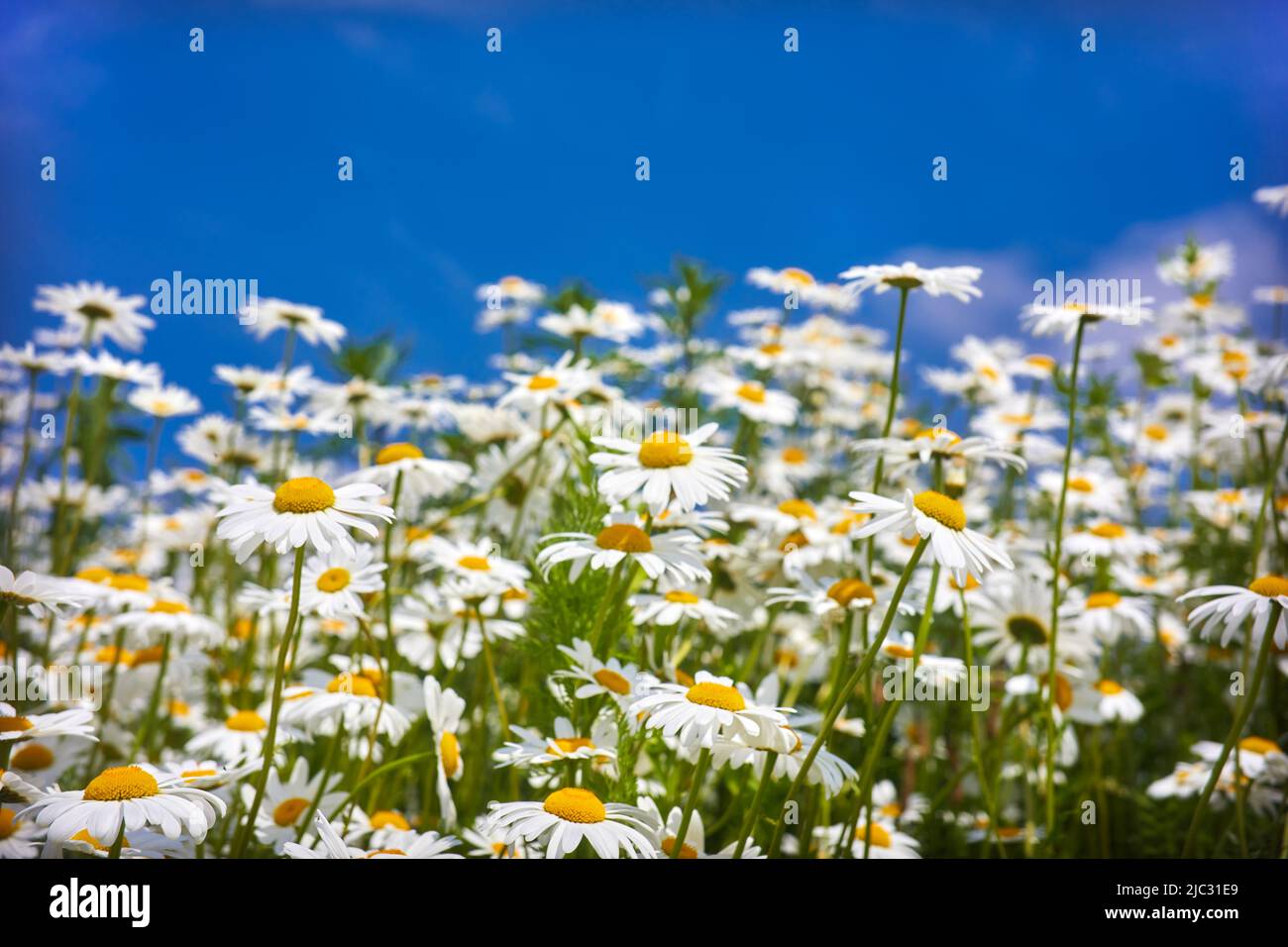 Flowers daisies in summer meadow and blue sky with white clouds Stock ...