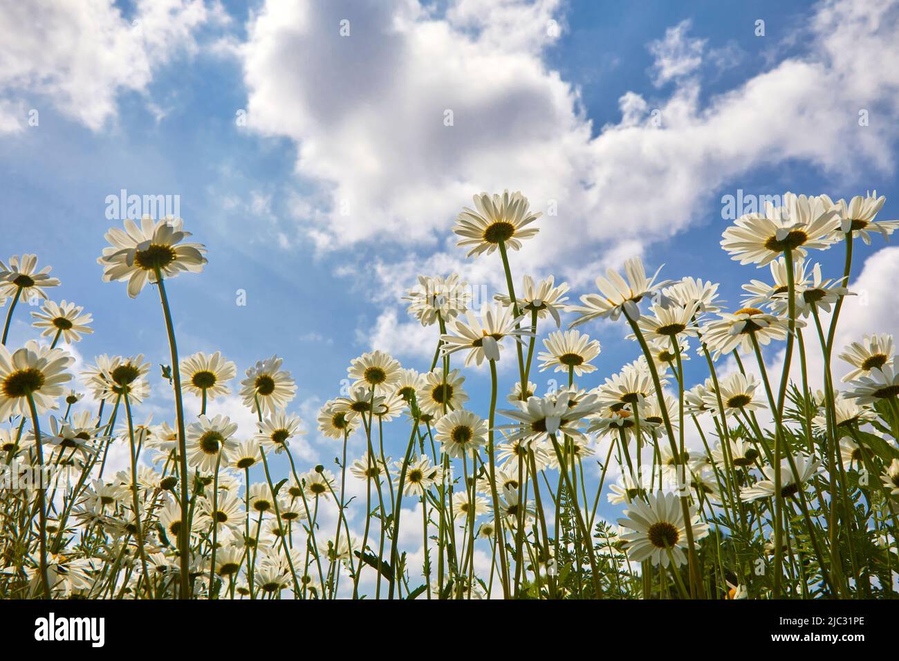 Flowers daisies in summer meadow and blue sky with white clouds Stock ...