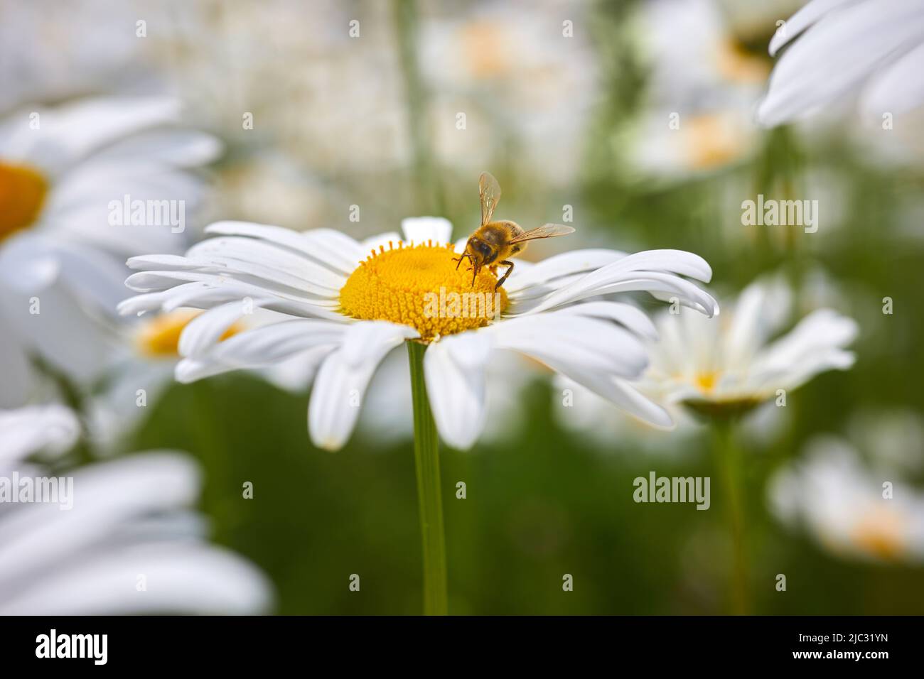 Honey bee flying flower field hi-res stock photography and images - Alamy