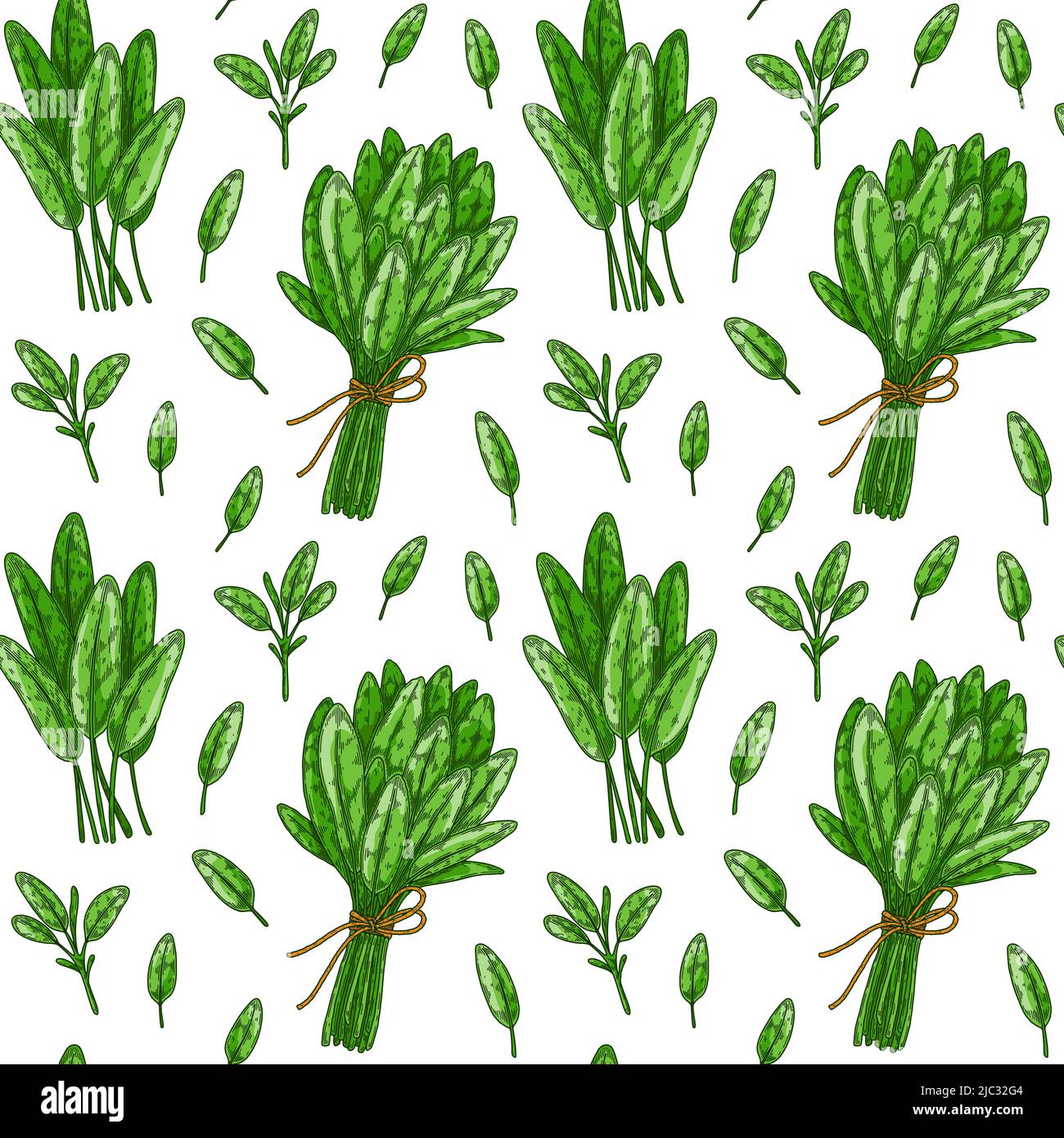 Seamless pattern with sage leaves and bunches. Hand drawn greens and leaf vegetables. Vector illustration in colored sketch style Stock Vector