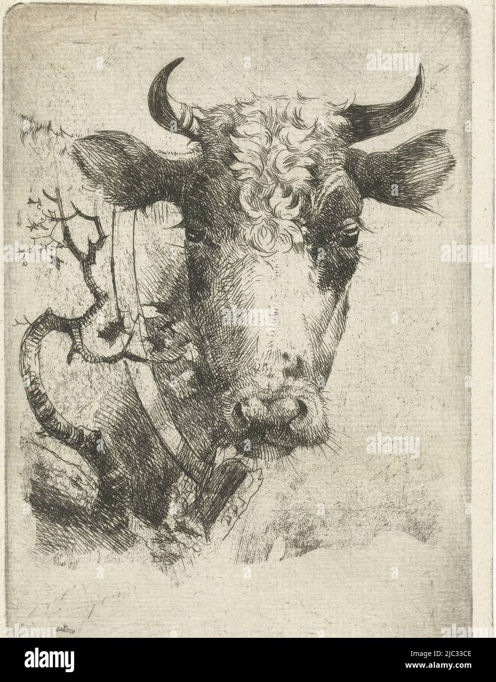 Head of Cow with Necklace, print maker: Dirk Dirksen, Rotterdam, 1821 - 1885, paper, etching, h 129 mm × w 91 mm Stock Photo