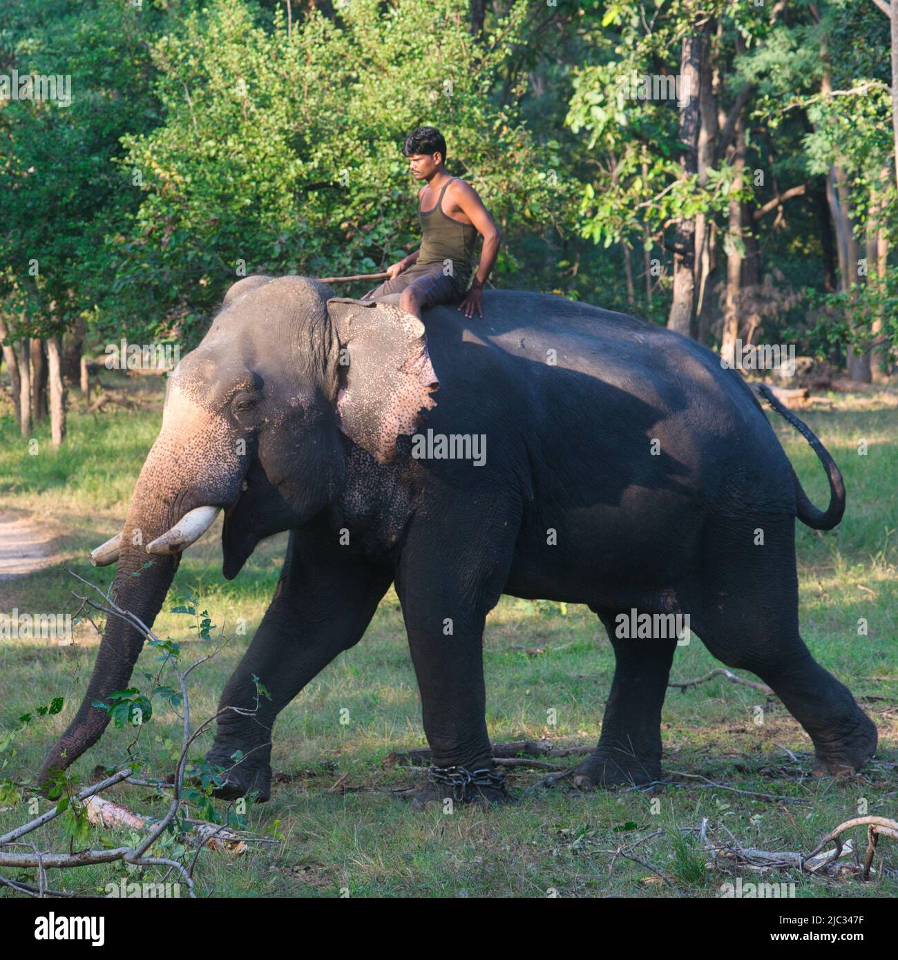 Pench, India - 21 October 2021: A mahut riding a working elephant in a forest in Pench National Park, India Stock Photo