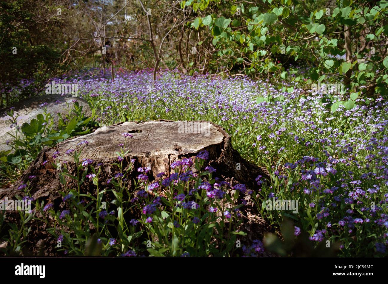 Purple Cascading Aubrieta flowers surrounding and old weathered stump. Image captured on analog film. Stock Photo