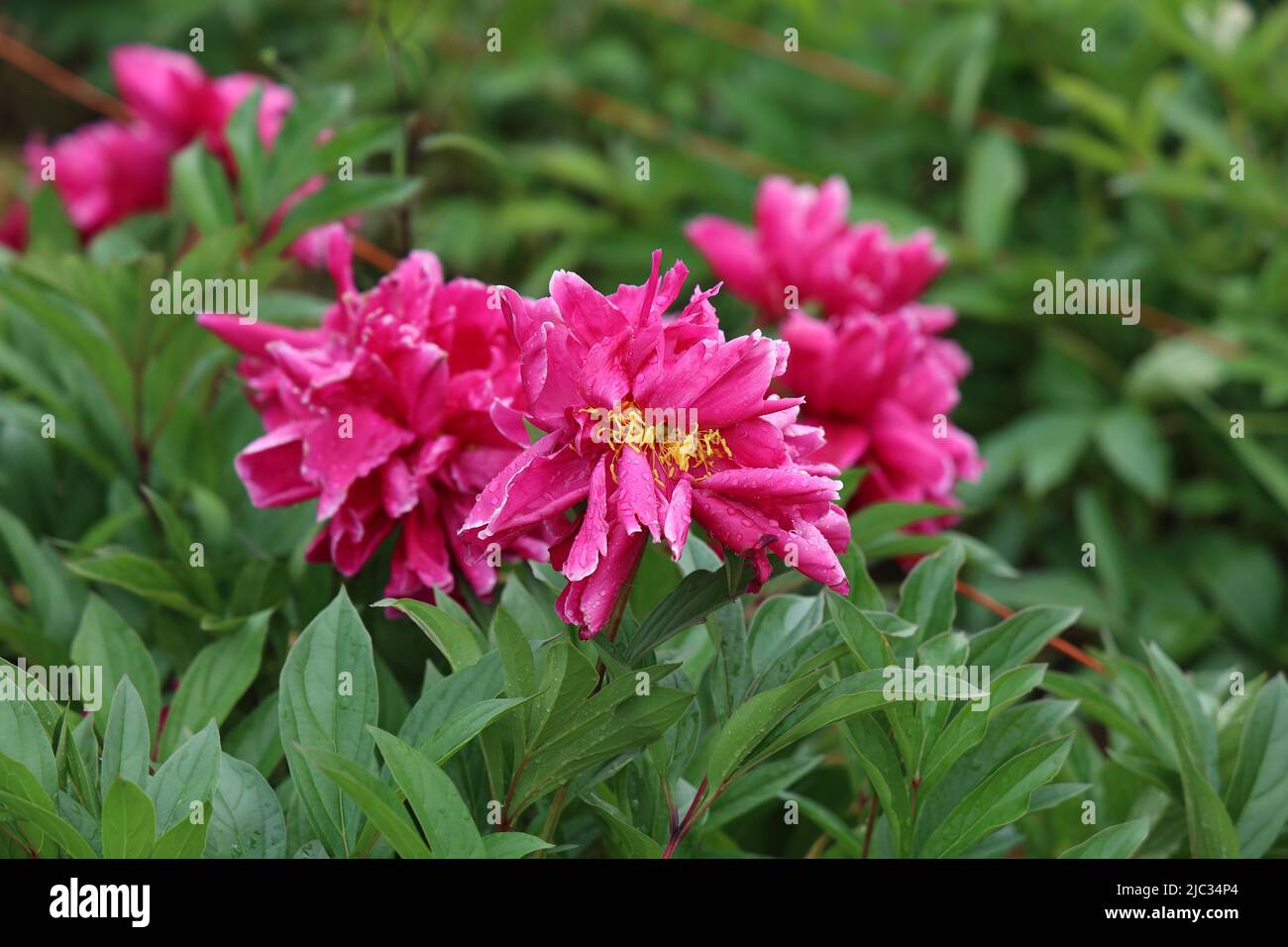 Pink peonies in the garden. Blooming pink peony Stock Photo - Alamy