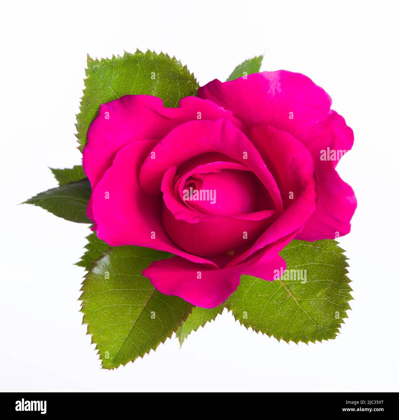 Close-up pink rose isolated on white background Stock Photo - Alamy