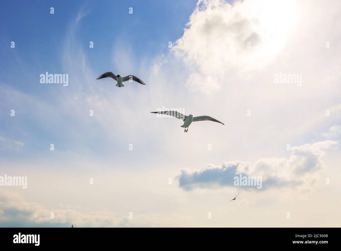 Two seagulls on the sky. Friendship or freedom concept photo ...