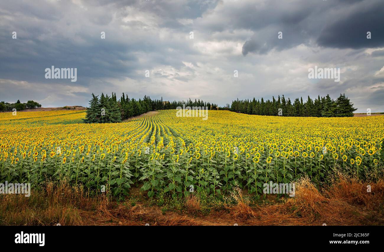 Sun flower field with dark sky in Turkey Stock Photo