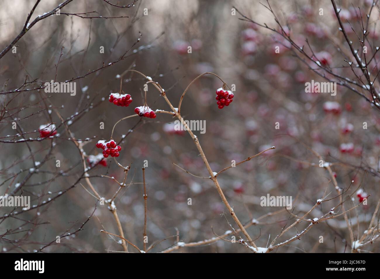 Viburnum opulus, guelder rose, in natural habitat in Brønnøy, Norway. Winter photo with snow on the clear red berries/fruits. Stock Photo