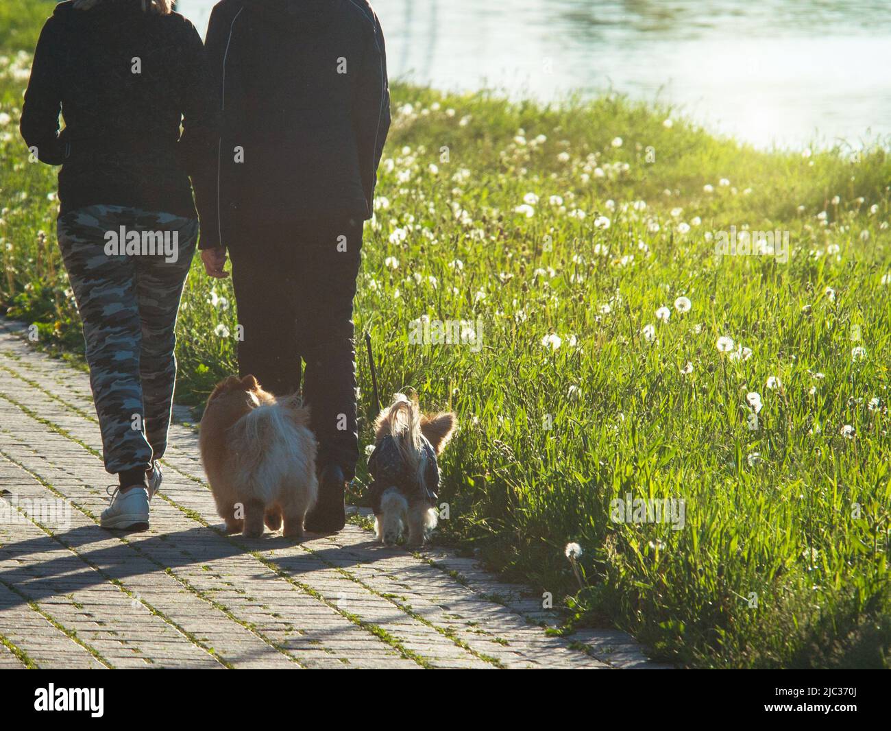 couple dog owners walking their small dogs Stock Photo