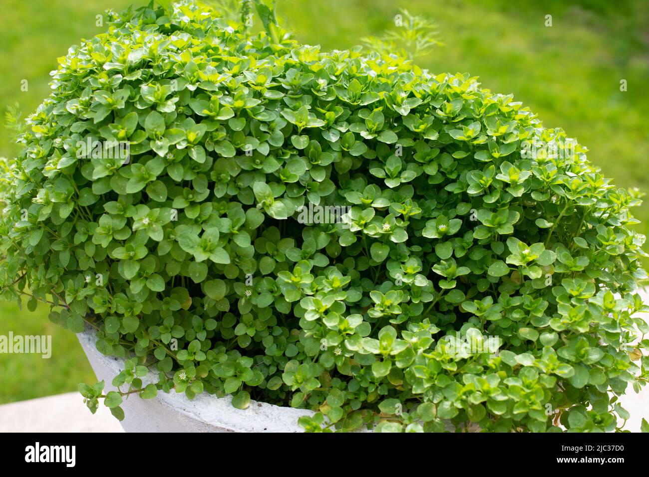 Common chickweed, Stellaria media, with small white flowers. Stock Photo