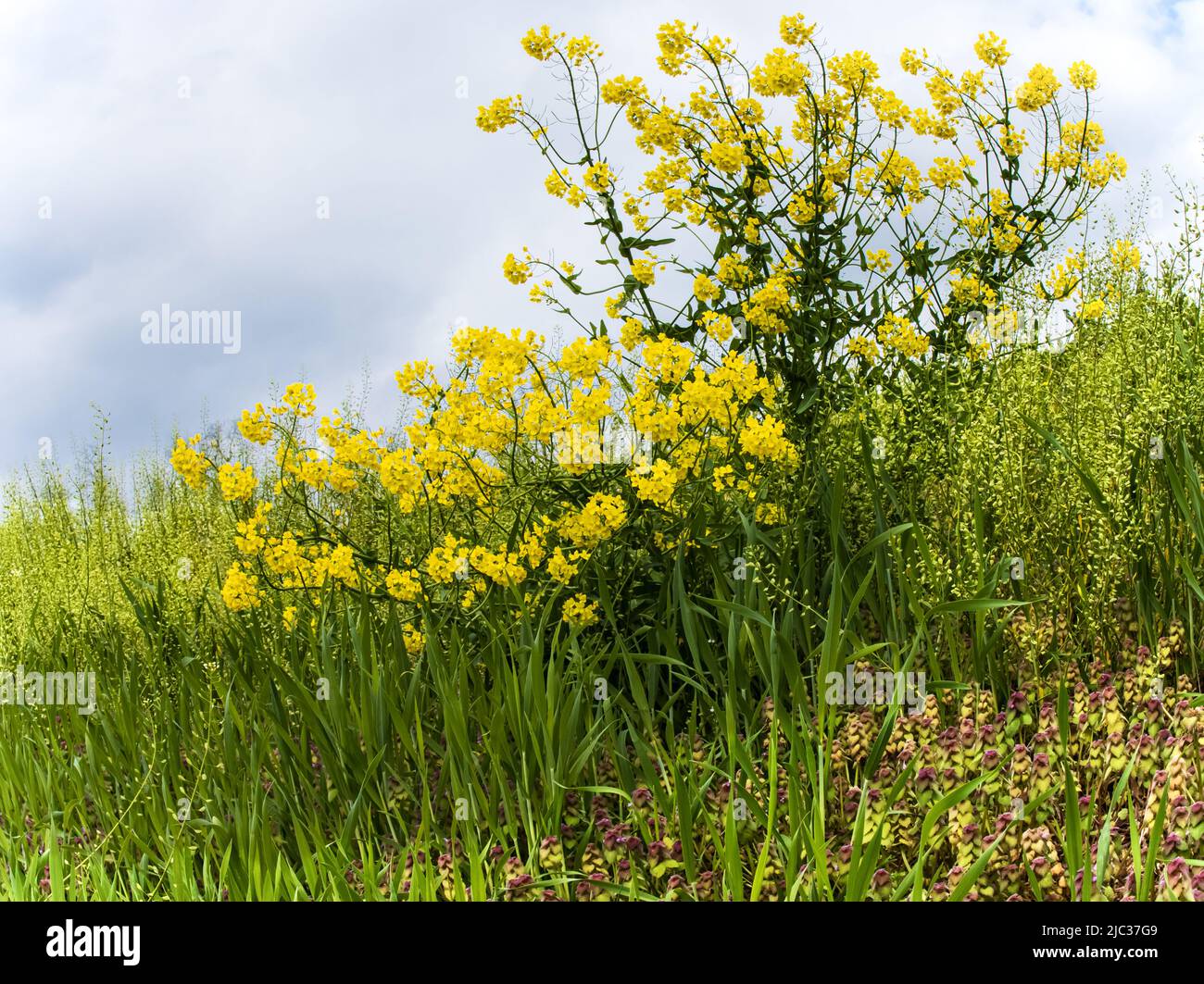 A yellow flowering mustard plant on a hill surrounded by spring green foliage and under a clouded blue sky in spring or summer, Pennsylvania Stock Photo