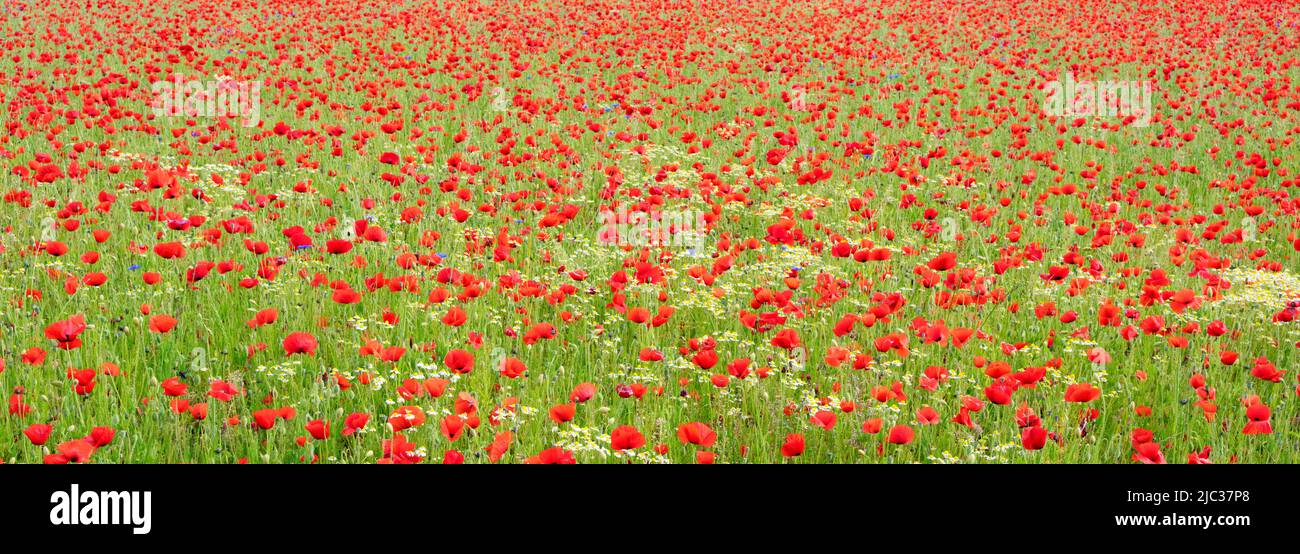 lovely poppy field in spring, France Stock Photo