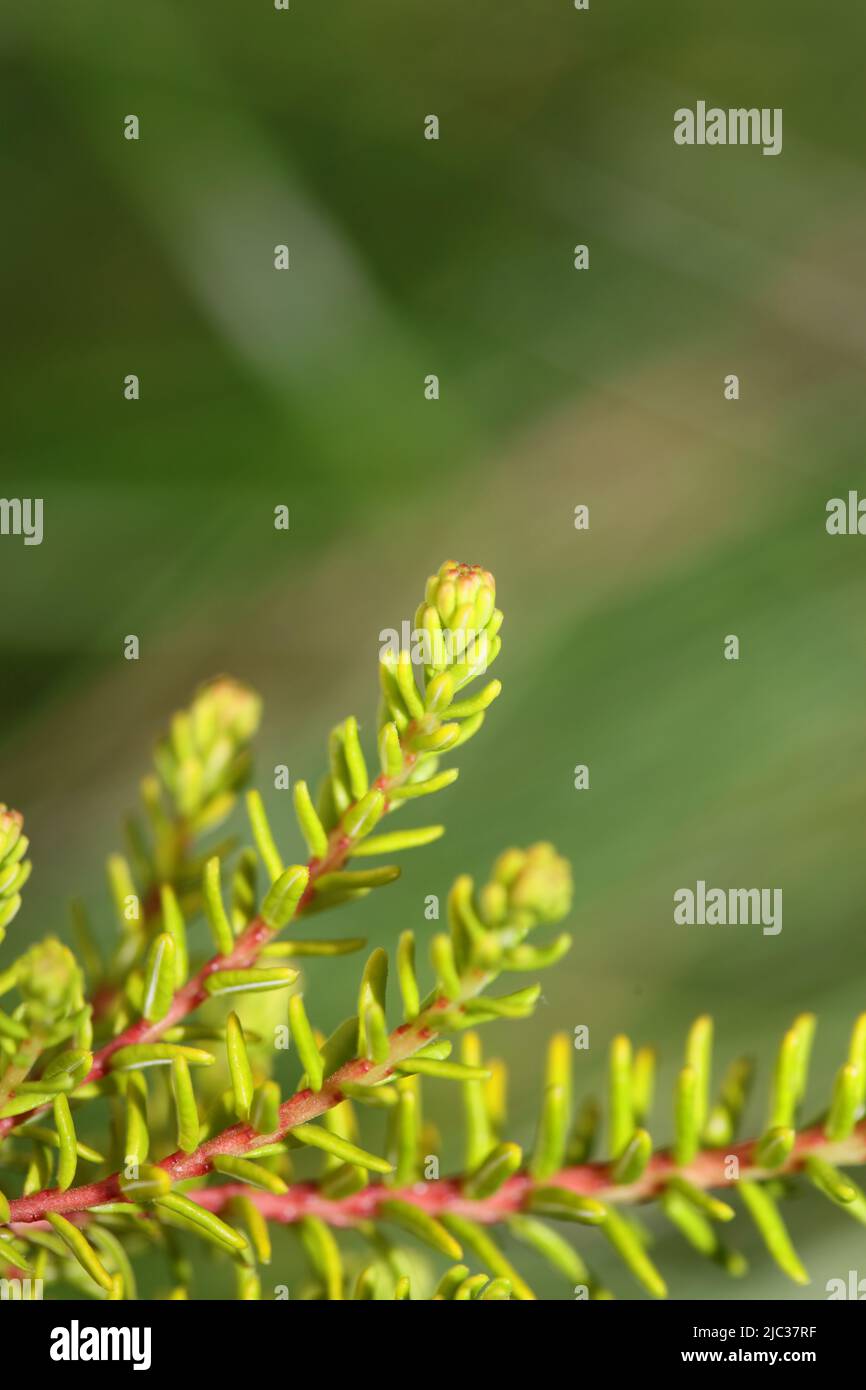Green leaves close up botanical background erica sativa family ericaceae big size high quality modern prints Stock Photo