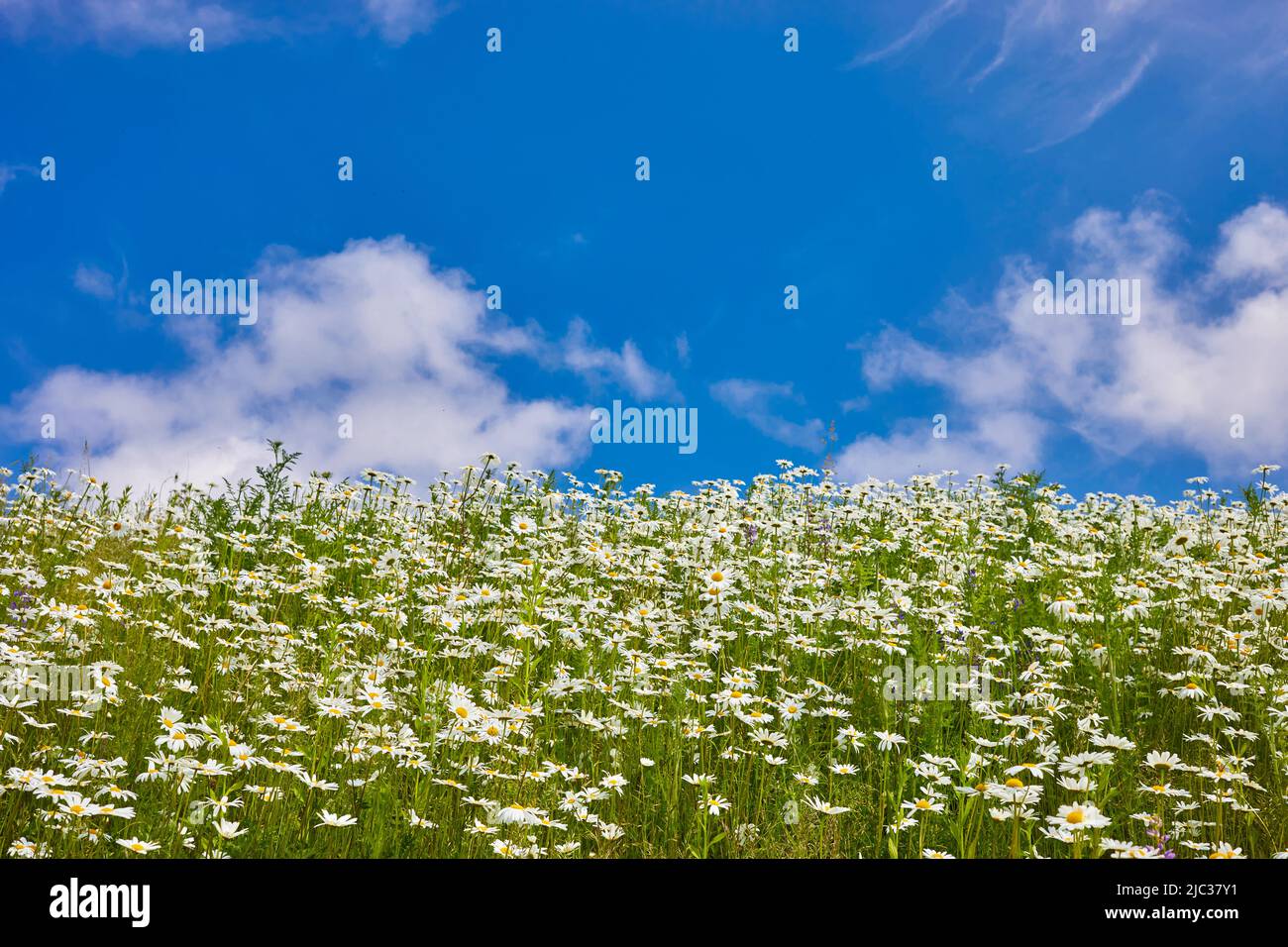 Flowers daisies in summer meadow and blue sky with white clouds Stock ...